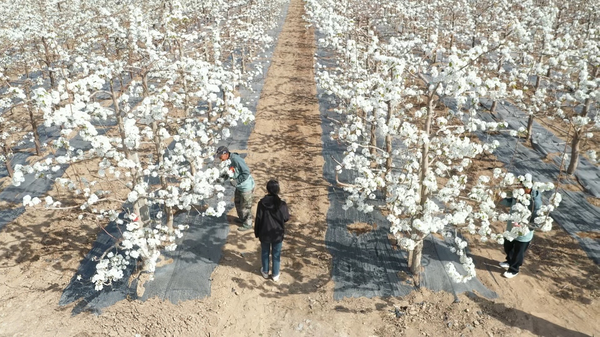 亚盛条山分公司举办2026年人工辅助授粉劳动技能竞赛